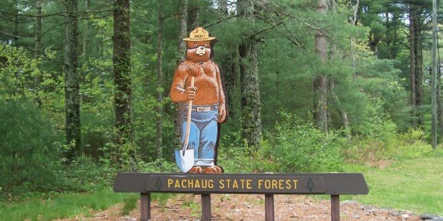 Pachaug State Forest in Voluntown, CT
