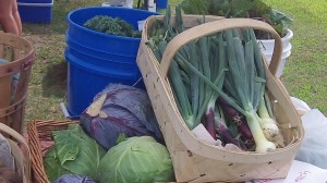 Lake View Farm Veggies